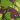 Jungle Green