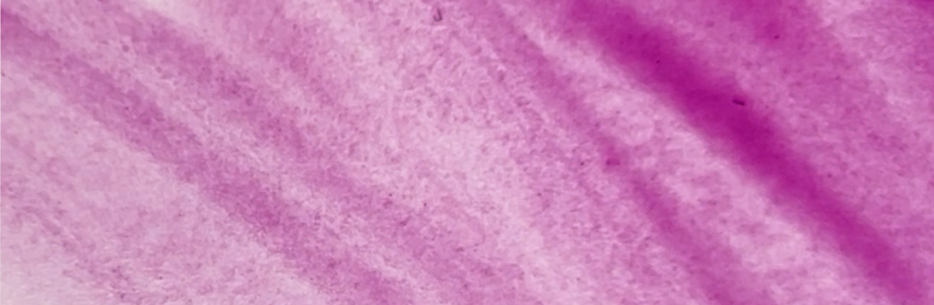 History of the Colour Purple: From Accidental Discovery to Symbol of Power
