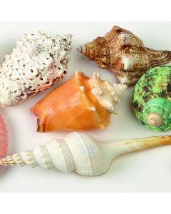 Decorative Shells. Pack of 12.