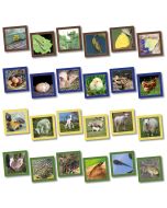 Animal Life Cycle Cards