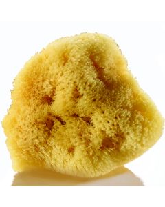 Artists' Sponge
