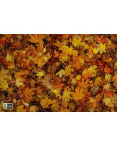 Playmats Images in Nature - Leaves