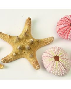 Urchins and Starfish Pack